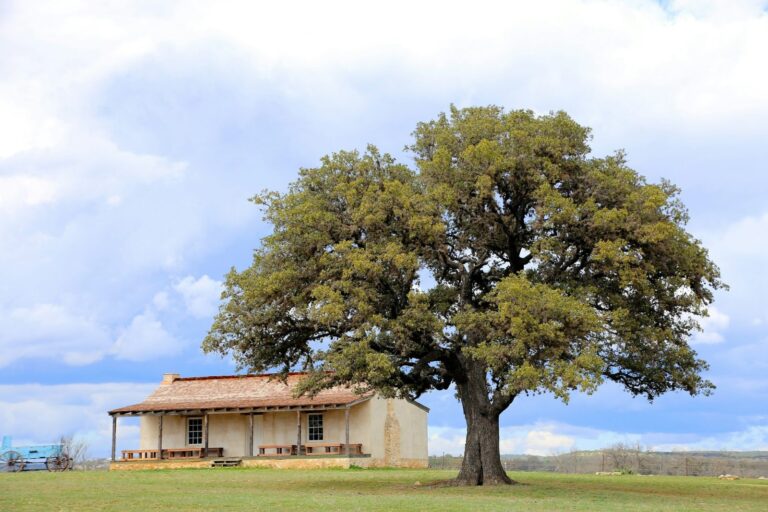 Large live oak tree beside a ranch-style house under a blue sky